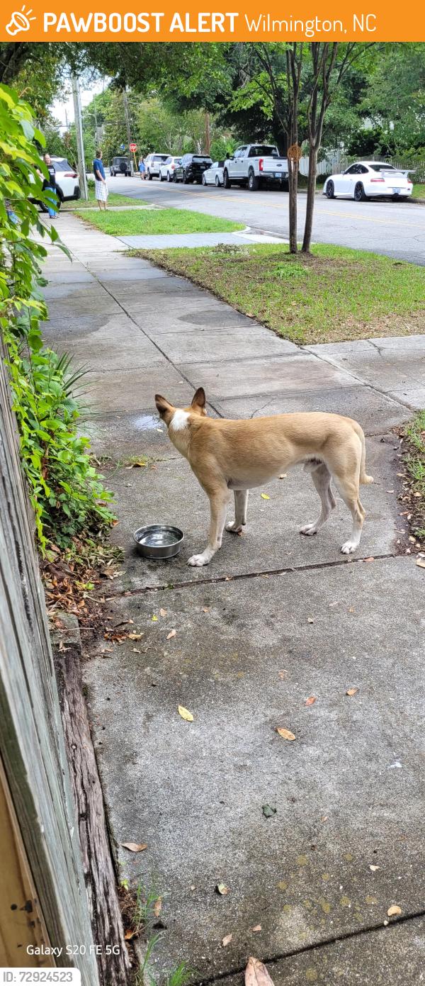 Found/Stray Male Dog last seen S.7th and Orange St. Downtown , Wilmington, NC 28401