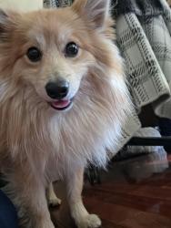 Reunited Male Dog last seen Greenfield and Main, Mesa, AZ 85206