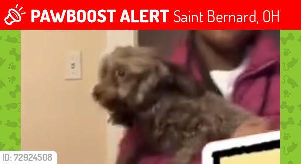 Lost Female Dog last seen E Mitc street , close to Dairy Queen , Saint Bernard, OH 45217