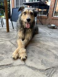 Reunited Male Dog last seen Heritage Trace & Trace Ridge Parkway, Fort Worth, TX 76137