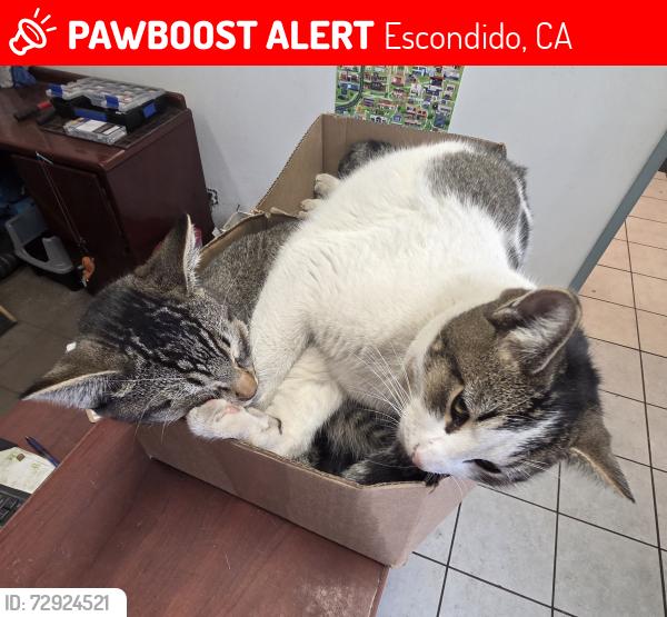 Lost Male Cat last seen Simpson way, Escondido, CA 92029
