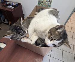 Lost Male Cat last seen Simpson way, Escondido, CA 92029
