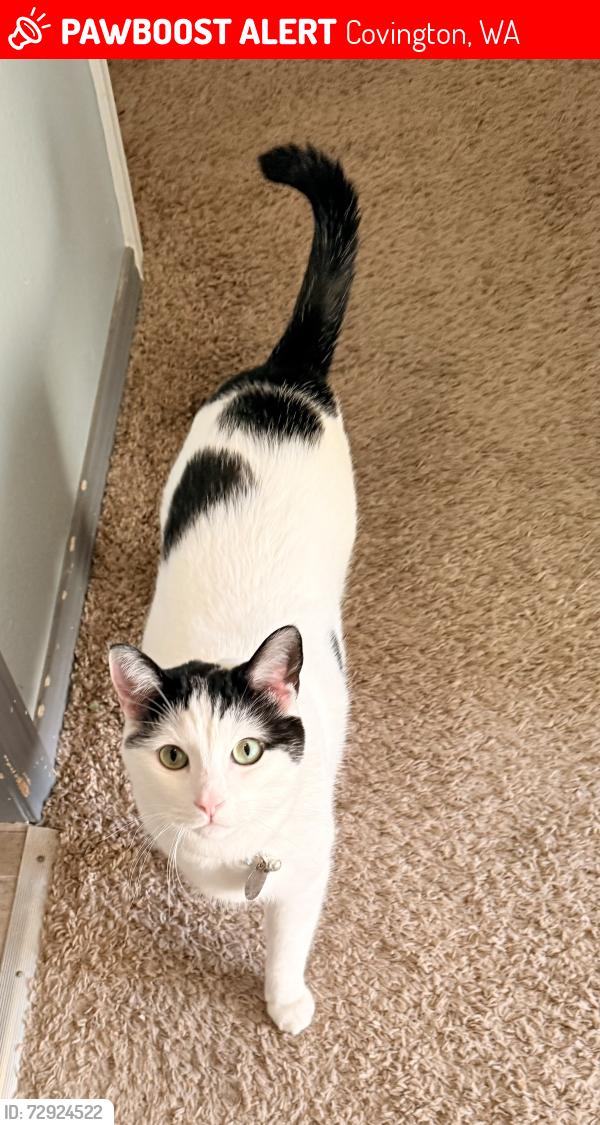 Lost Male Cat last seen 168th Ave SE & 166th Ave SE, behind Covington Costco, Covington, WA 98042