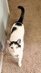 Lost Male Cat last seen 168th Ave SE & 166th Ave SE, behind Covington Costco, Covington, WA 98042
