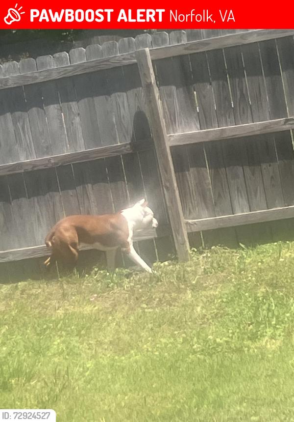 Lost Male Dog last seen Near ingleside elementary , Norfolk, VA 23502