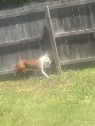 Lost Male Dog last seen Near ingleside elementary , Norfolk, VA 23502