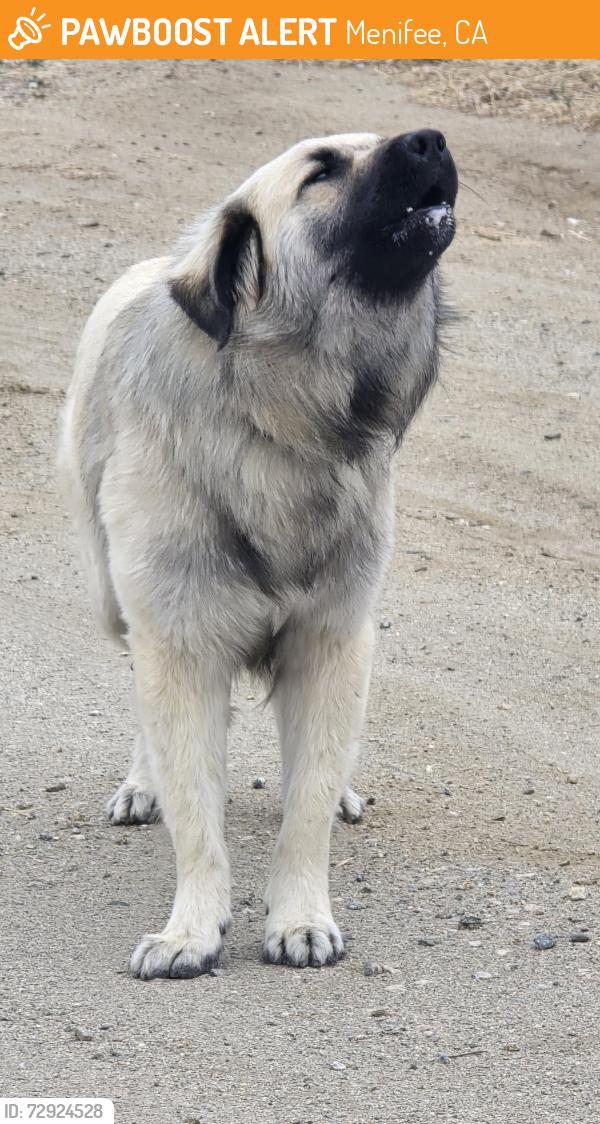 Found/Stray Male Dog last seen Scott road menifee ca 92584, Menifee, CA 92584