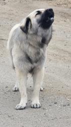 Found/Stray Male Dog last seen Scott road menifee ca 92584, Menifee, CA 92584