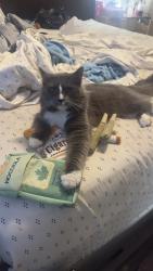 Lost Male Cat last seen Near connally terr, Arlington, TX 76010