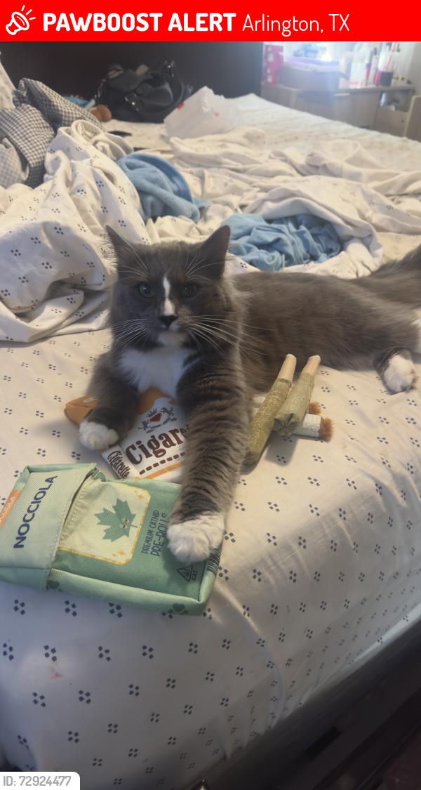 Lost Male Cat last seen Near connally terr, Arlington, TX 76010
