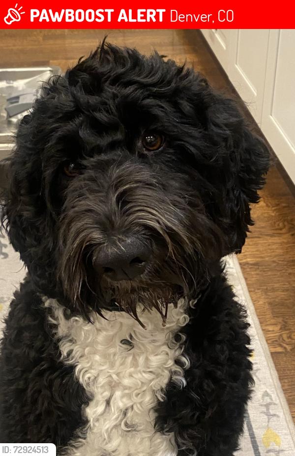 Lost Female Dog last seen Observatory Park Neighboorhood, Denver, CO 80210