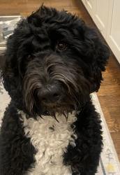 Lost Female Dog last seen Observatory Park Neighboorhood, Denver, CO 80210