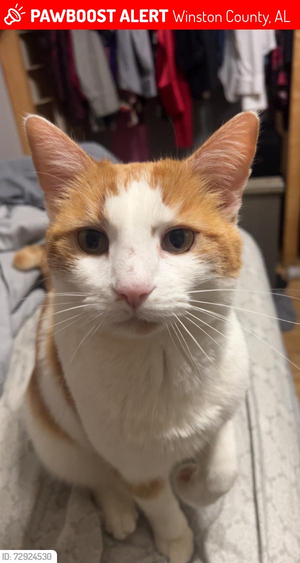 Lost Male Cat last seen County Road 17 , Winston County, AL 35553