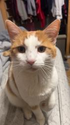 Lost Male Cat last seen County Road 17 , Winston County, AL 35553