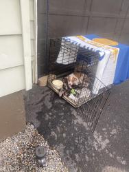 Reunited Female Dog last seen Floral ct floral dr, Utica, NY 13501