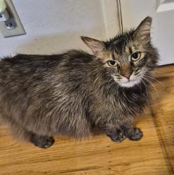 Reunited Unknown Cat last seen Dial Way, San Jose, CA 95129