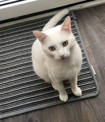Reunited Male Cat last seen Avondale road, West Yorkshire, England BD18 4QX