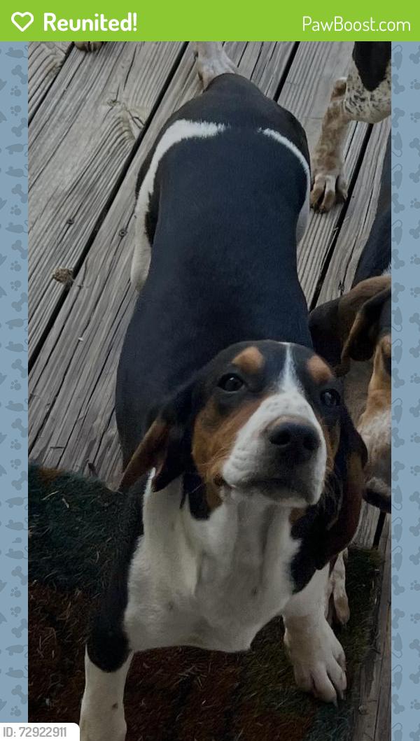 Reunited Female Dog last seen Meadow woods rd , Buffalo, SC 29321