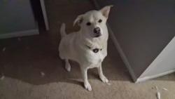 Lost Female Dog last seen Patton chapel, Birmingham, AL 35226