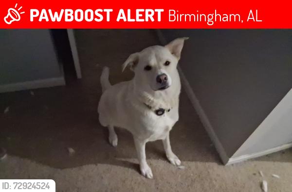 Lost Female Dog last seen Patton chapel, Birmingham, AL 35226