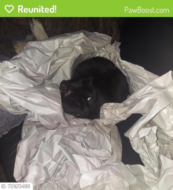 Reunited Male Cat last seen Calloway Las Colinas apmts , Irving, TX 75063