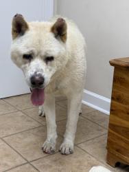 Found/Stray Male Dog last seen C Boulevard and Lakeshore Drive, New Orleans, LA 70124