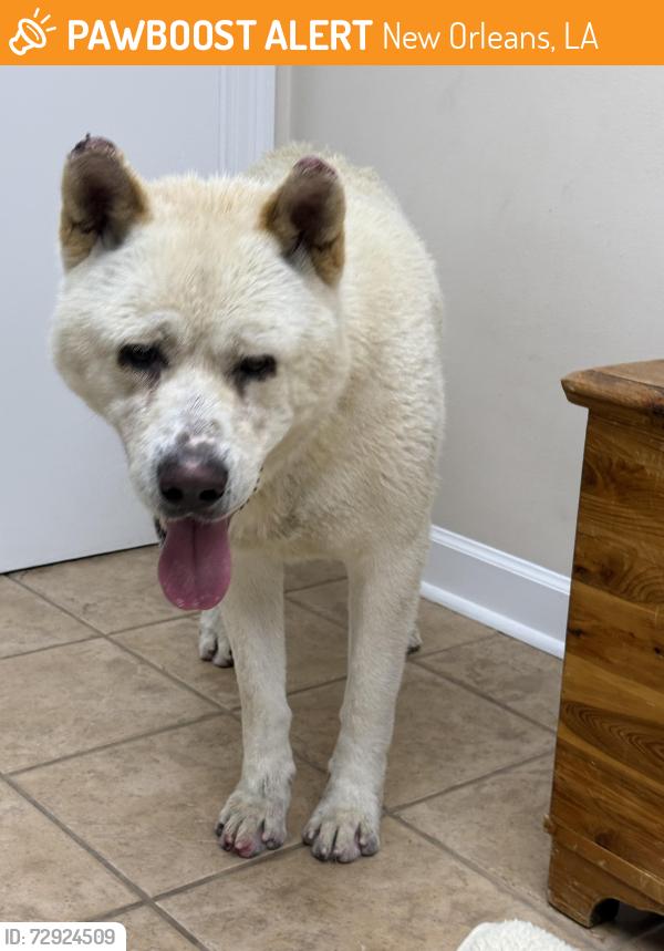 Found/Stray Male Dog last seen C Boulevard and Lakeshore Drive, New Orleans, LA 70124