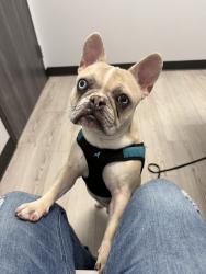 Reunited Male Dog last seen Near Pebworth Pl, Spring, TX 77373, USA, Spring, TX 77373