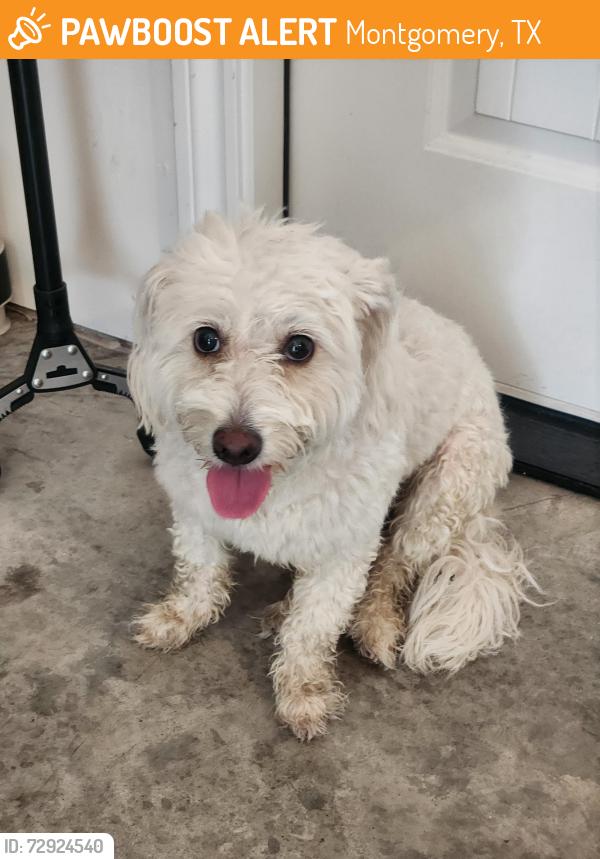 Found/Stray Female Dog last seen Vintage oaks drive, Montgomery, TX 77316