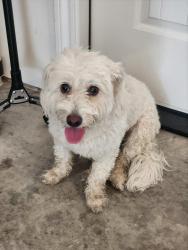 Found/Stray Female Dog last seen Vintage oaks drive, Montgomery, TX 77316
