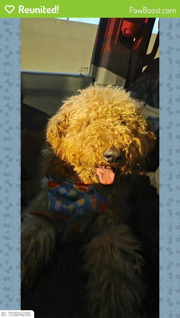 Reunited Male Dog last seen Lebanon and Barkmeyer, San Antonio, TX 78223