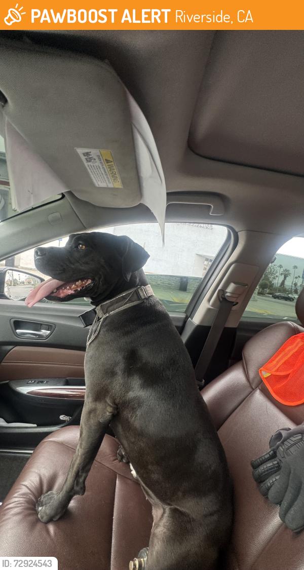 Found/Stray Female Dog last seen University and park st , Riverside, CA 92507