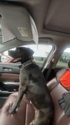 Found/Stray Female Dog last seen University and park st , Riverside, CA 92507