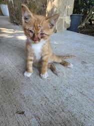 Found/Stray Female Cat last seen 57th St Exit, Temple, TX 76504