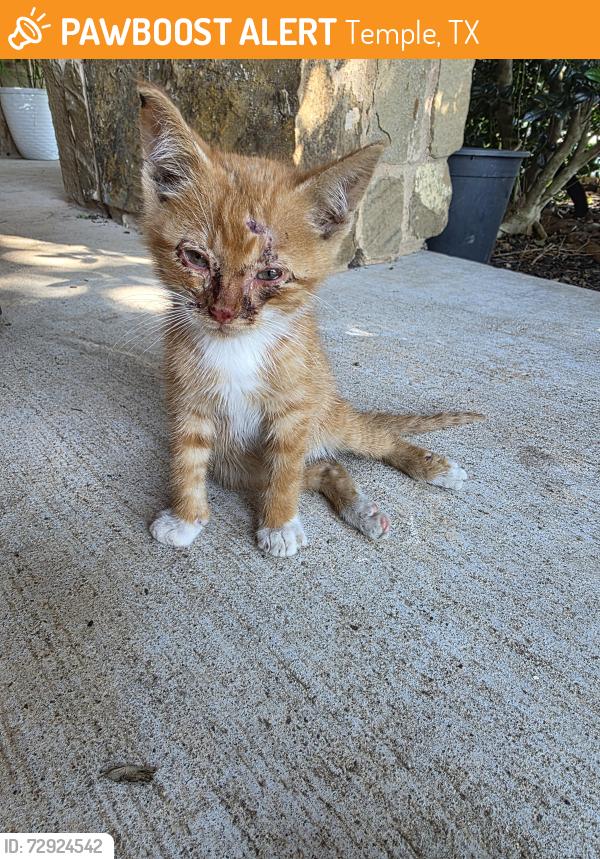 Found/Stray Female Cat last seen 57th St Exit, Temple, TX 76504