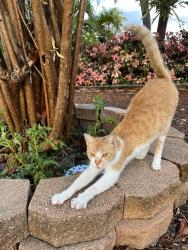 Reunited Female Cat last seen Commercial Blvd. and 18th Ave., Oakland Park, FL 33334