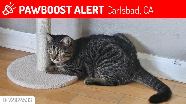 Lost Female Cat last seen Park dr & Kelly dr, Carlsbad, CA 92008