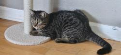 Lost Female Cat last seen Park dr & Kelly dr, Carlsbad, CA 92008