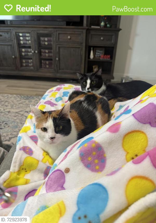 Reunited Female Cat last seen Near Lemongrass Road, Minneola, FL 34715