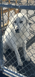 Found/Stray Unknown Dog last seen Brentwood Blvd, Brentwood, CA 94513