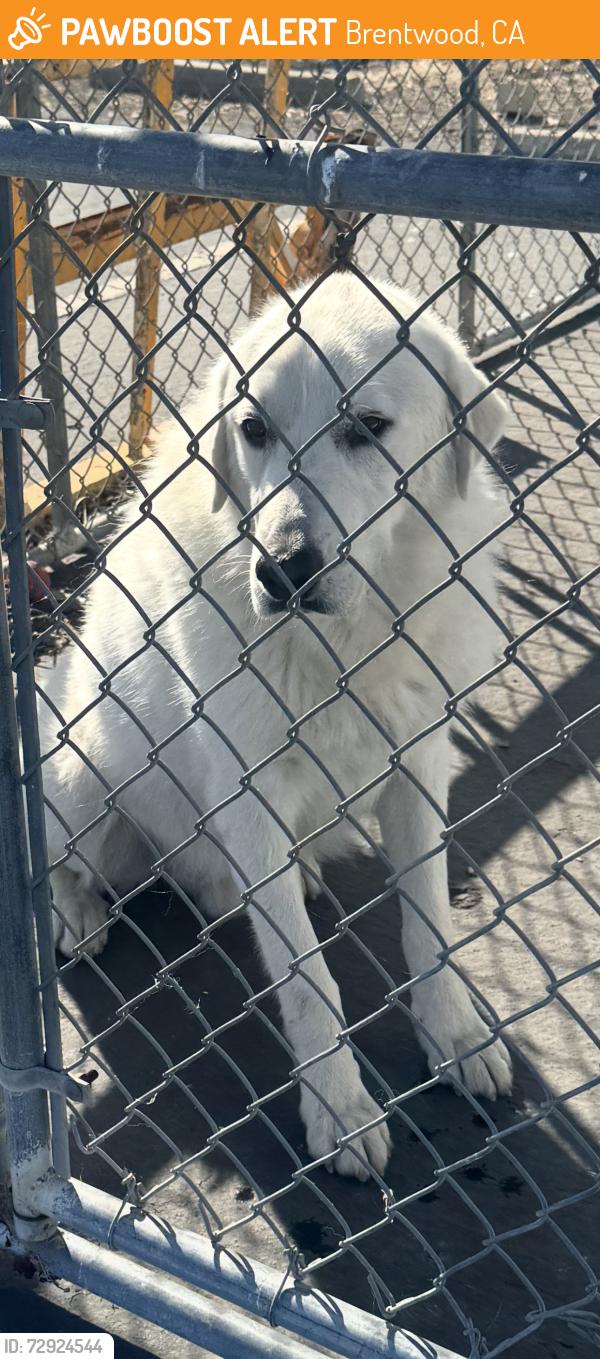 Found/Stray Unknown Dog last seen Brentwood Blvd, Brentwood, CA 94513