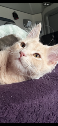 Lost Male Cat last seen 7eleven, Oakland Park, FL 33309