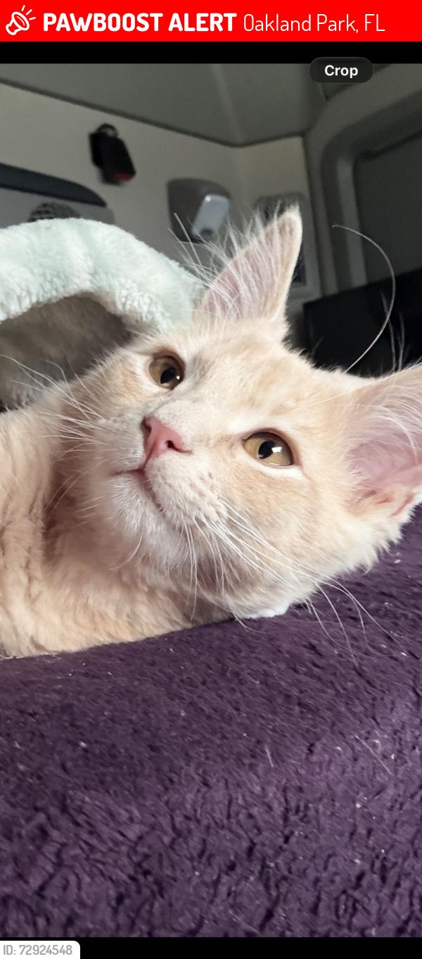 Lost Male Cat last seen 7eleven, Oakland Park, FL 33309