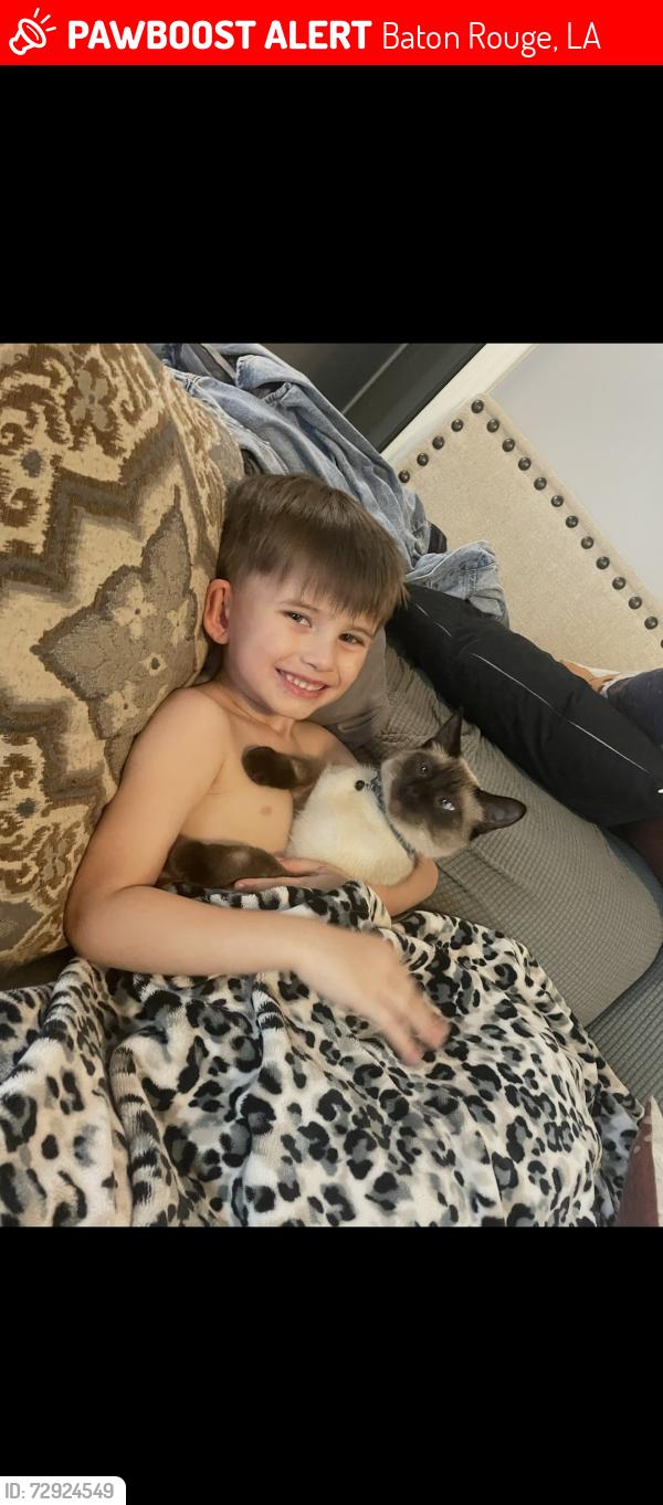 Lost Male Cat last seen Gardere area. Pecan tree dr Baton Rouge , Baton Rouge, LA 70810