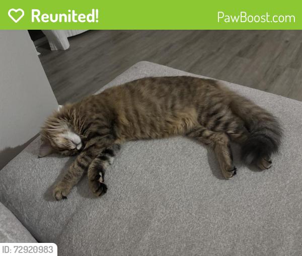 Reunited Female Cat last seen Mayfair neighborhood in Tampa Palms area, Tampa, FL 33647