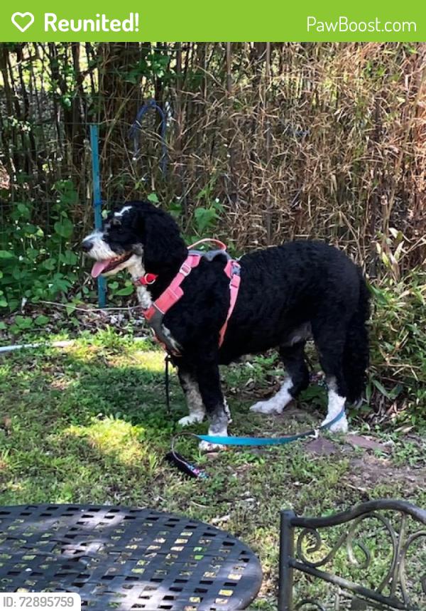 Reunited Female Dog last seen Twin Lear / Dark Hollow, Tinicum Township, PA 18947
