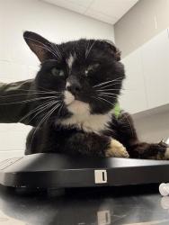 Shelter Stray Male Cat last seen Near , Indianapolis, IN 46221