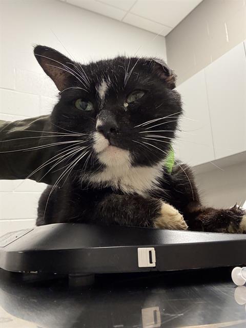 Shelter Stray Male Cat last seen Near , Indianapolis, IN 46221