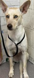 Shelter Stray Female Dog last seen KAISER CT/DEODAR, San Bernardino, CA 92401