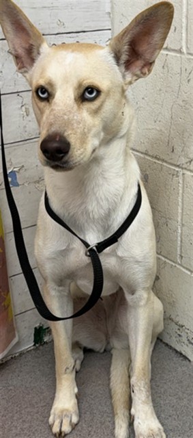Shelter Stray Female Dog last seen KAISER CT/DEODAR, San Bernardino, CA 92401